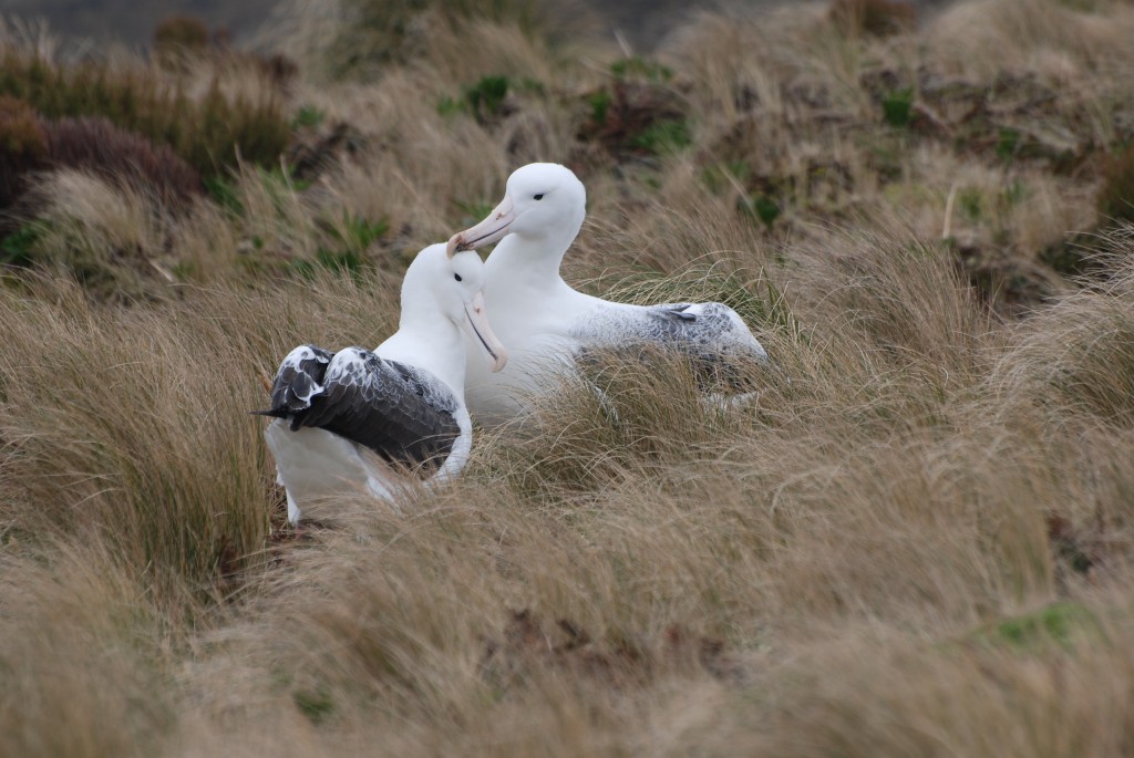 Courting Southern Royal Albatross on Campbell I lsland